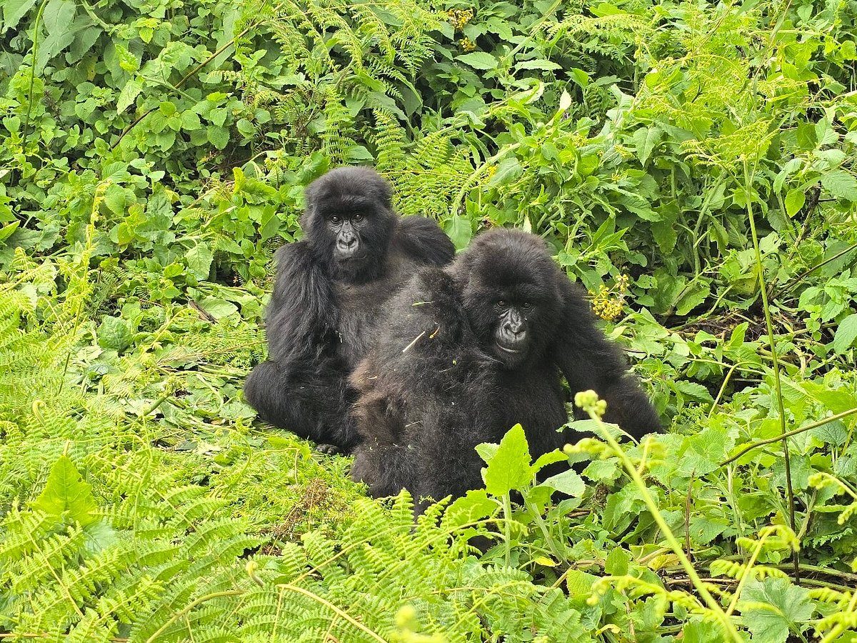 What should I expect on 8 days gorilla and Uganda safari